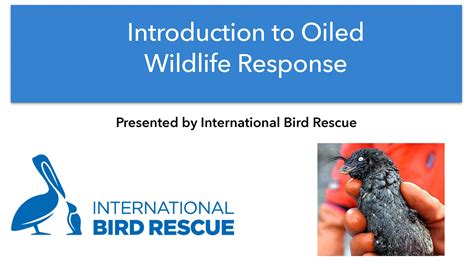 Free Introduction To Oiled Wildlife Response In Anchorage Ak January 9 10 2024