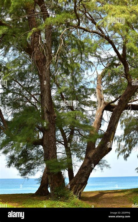 Australian Pine Tree Casuarina Equisetifolia Is An Evergreen Tree