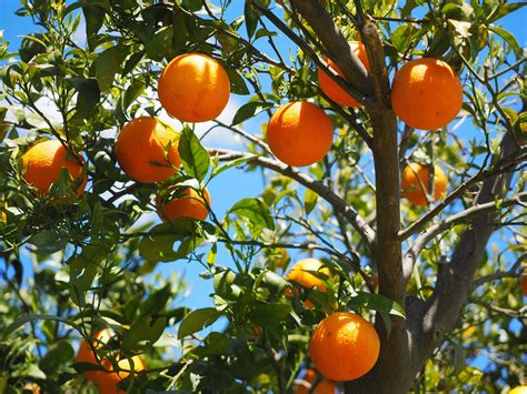The 5 Best Fertilizers For Citrus Trees That Work — 2020