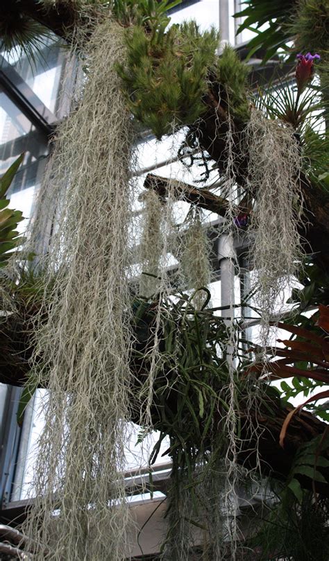 Louisianamoos botanik | botanybot tillandsia usneoides → long moss. Louisianamoos (Tillandsia usneoides) - Botanischer Garten ...