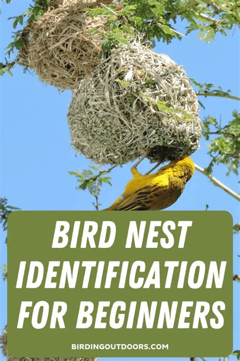 Bird Nest Identification 5 Quick Ways Read This First Birding