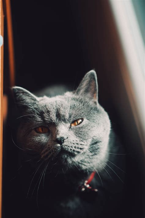 un chat gris assis sur le rebord d une fenêtre photo photo gris gratuite sur unsplash