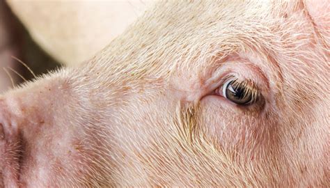 Una Mirada A Través De Los Ojos De Un Cerdo