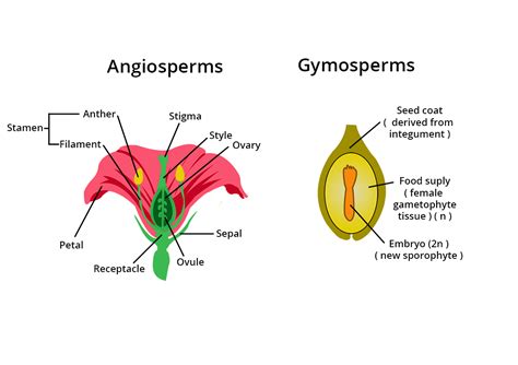 What Are Difference Between Gymnosperms And Angiosperms Definition