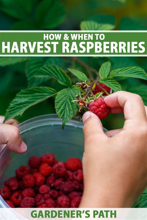 When Are Raspberries Ready To Pick Gardeners Path