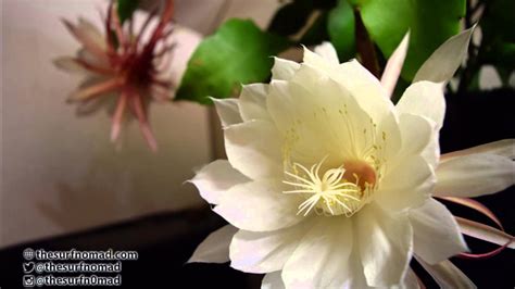 The weather should be more than 55 degrees fahrenheit when the flower is first planted as well. Time Lapse Life and Death of a Queen of The Night Cactus ...