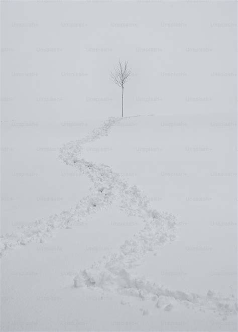 A Lone Tree In The Middle Of A Snowy Field Photo Background White