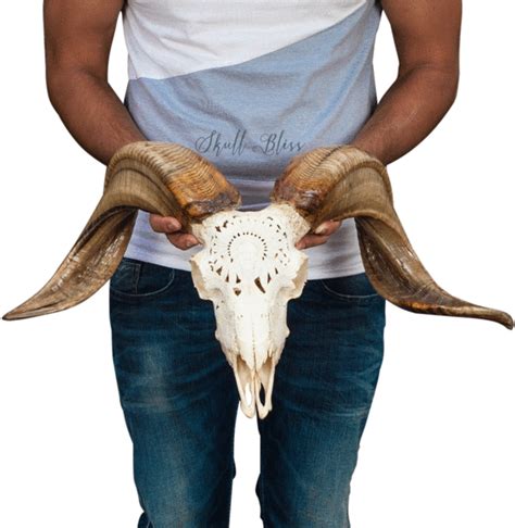 Free Ram Horns Png Download Free Ram Horns Png Png Images Free