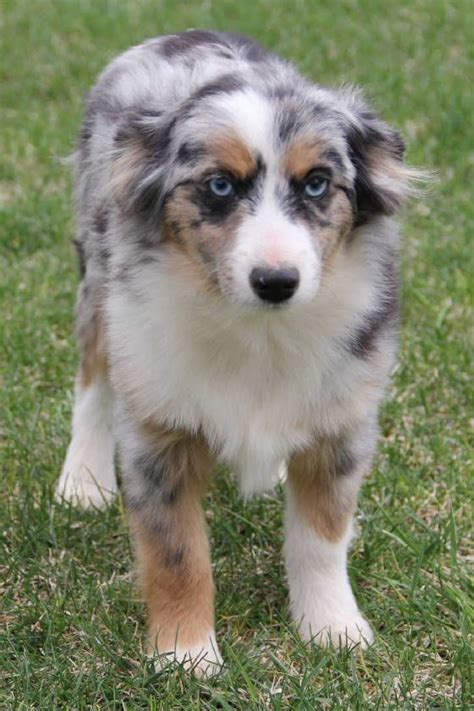 These puppies should be toy or small mini size no more then 20lbs. Toy Australian Shepherd For Sale In Mn - ToyWalls