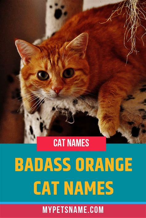 Badass Orange Cat Names