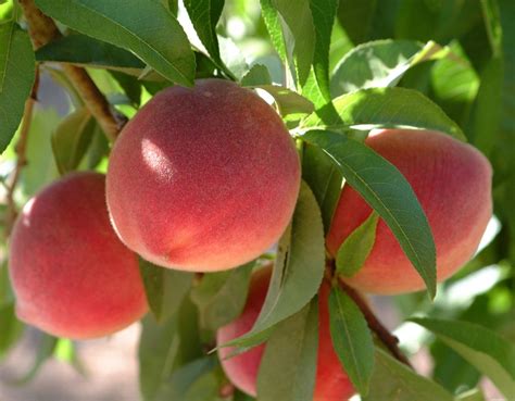 Florida King Peach Tree Isons Nursery And Vineyard