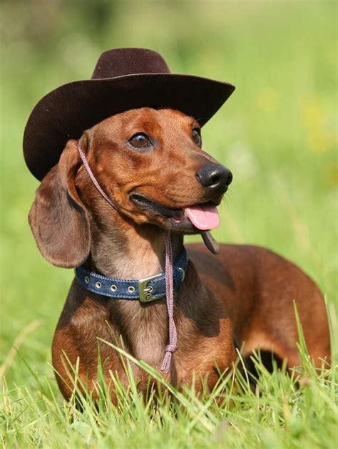 Funny Dachshund 70 Pics Funny Dachshund Dachshund Puppies Funny Dogs