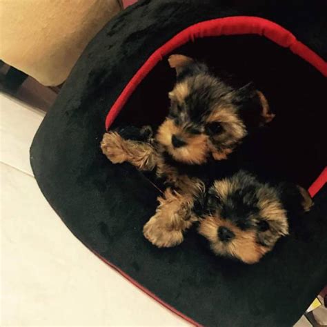 Adopt an animal in need from the bc spca. Yorkie Puppies for sale or adoption in Chicago, Illinois ...