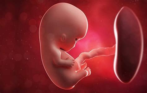Periodo Embrionario Y Fetal Mind Map