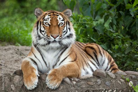 Siberian Tiger Panthera Tigris Altaica Stock Foto Adobe Stock