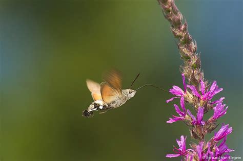 Hummingbird Hawk Moth Bernard Van Elegem