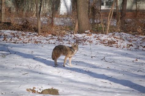 Kinnelon Police Warn Residents To Be Wary Of Coyotes After Womans Dog
