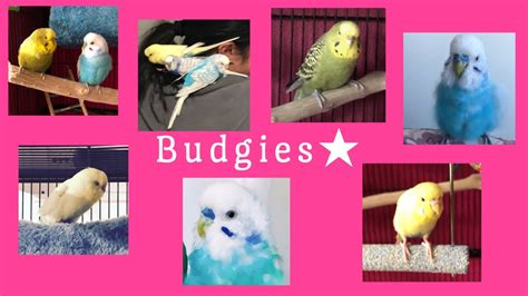 Budgie Sounds And Some Of Their Meanings Youtube