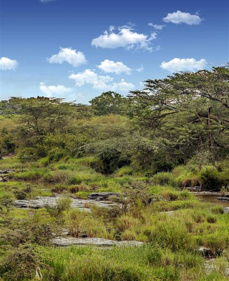 Landscape Of Africa Stock Photo Image Of Safari Beauty 209876174