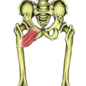 Some muscles around the hip and spine become tight and some become weak and stretched, causing an imbalance. Groin Muscles Diagram - Anatomy of the Groin Area - home ...