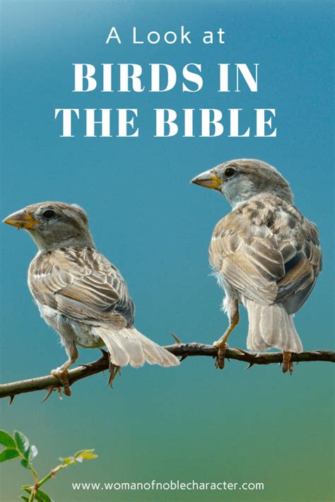 Birds In The Bible A Look At Doves And Sparrows In Scripture