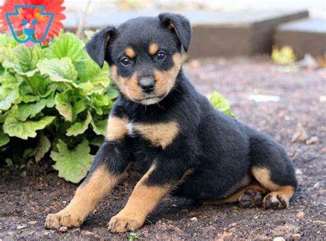 Bella Boo | Rottweiler Mix Puppy For Sale | Keystone Puppies