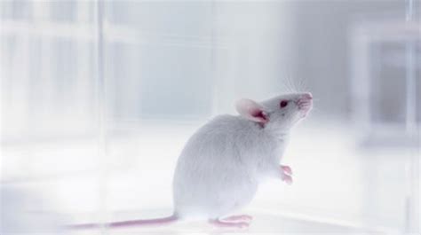 Sex Matters In Experiments On Party Drug In Mice Scientific American