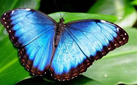 Kézako Le Papillon Morpho Et Son Incroyable Couleur Bleue