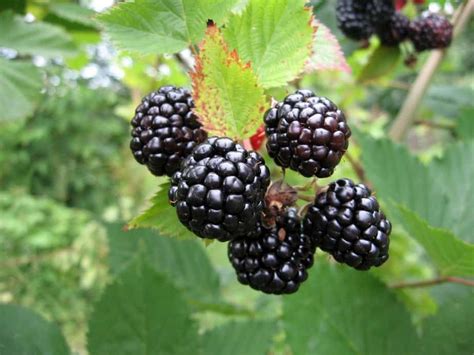 Growing Blackberries In Raised Beds 6 Vital Steps Peppers Home