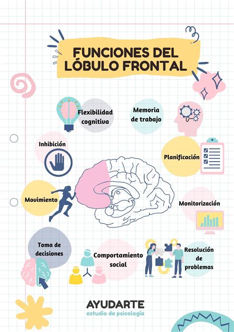 Funciones Ejecutivas Del Lobulo Frontal Brain Pinterest Brain And My