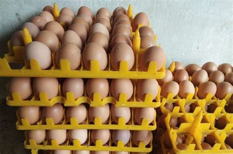 Telur Ayam Broiler Selling Chicken Eggs