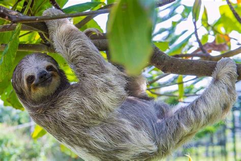 Sloth Climbing A Tree In Costa Rica Photo Shutterstock