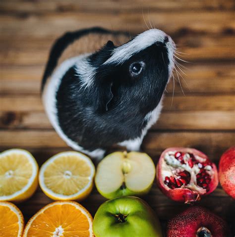 How much fruit can you feed them? What Fruits Can Guinea Pigs Eat? A List Of Safe Fruits For ...