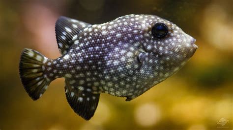 Spotted Ocean Rough Triggerfish Canthidermis Maculata Caribbean