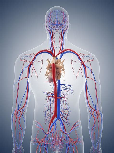 Cardiovascular System Artwork Photograph By Science Photo Library
