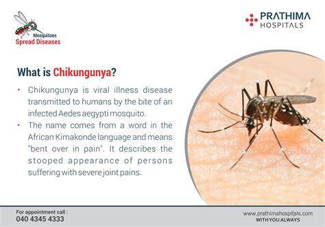 Stay Safe From Mosquito Borne Diseases