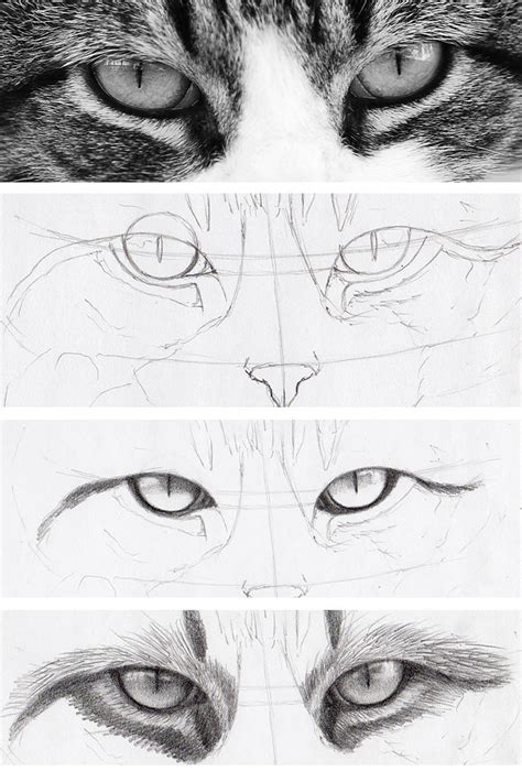 How To Draw Cat Eyes That Look Real