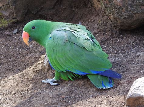 Eclectus Parrot Eclectus Roratus