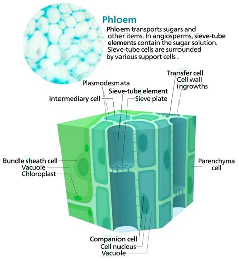 Phloem Definition Function And Structure Biology Dictionary