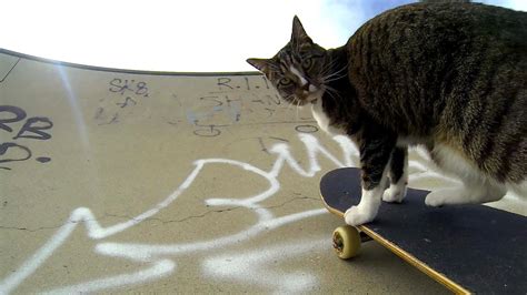 Gopro Didga The Skateboarding Cat Youtube