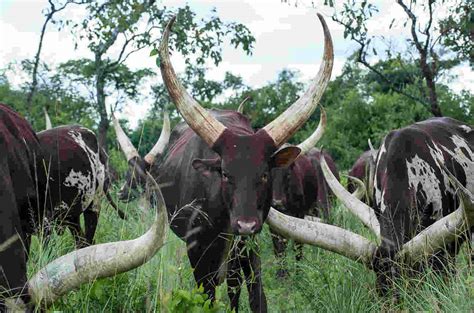 South africa announces usd 26 billion social relief package to combat coronavirus. Ankole. La vacca dalle lunghe corna