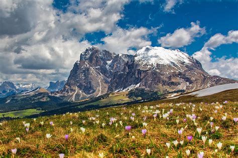 Mountainside Flowers At Dolomites Italy Fondo De Pantalla Hd Fondo