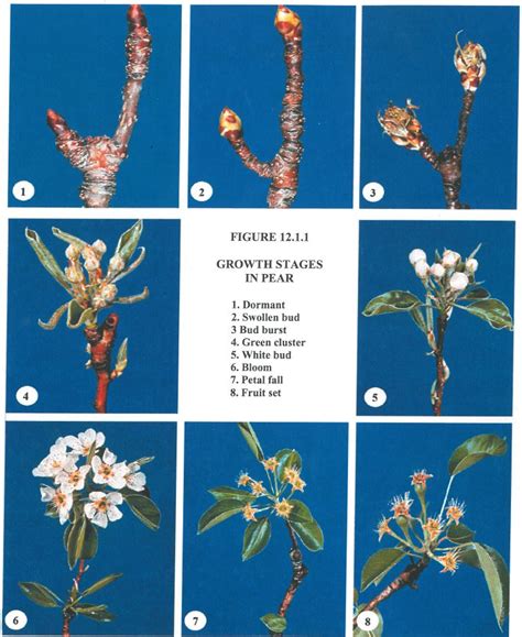 Twig tree bud silhouette, tree buds, purple, painted png. Phases of pear development. | Fruit trees, Ornamental pear ...