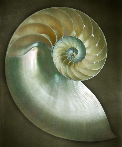 Sea Shells ~ Shell Artwork Shell Structure Mandala Natural