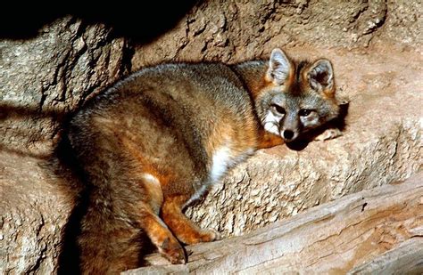 Gray Fox Wikifur The Furry Encyclopedia
