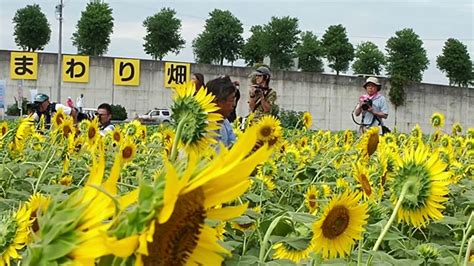 Mereka juga dijadikan bahan baku untuk sabun 35. Paling Keren 10+ Bunga Matahari Oesao - Koleksi Bunga HD
