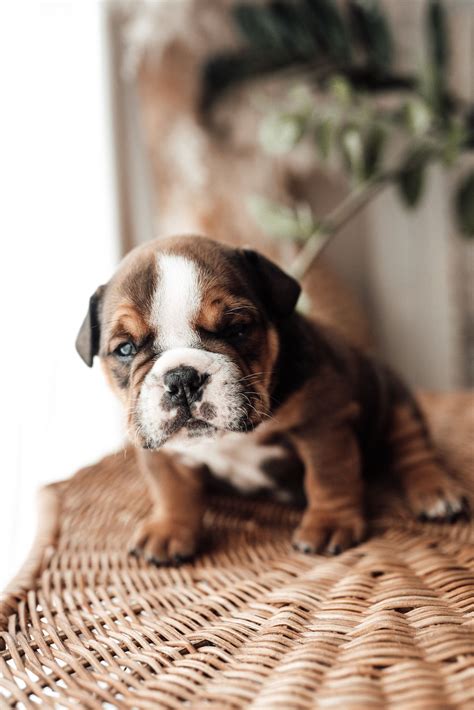 Discover Really Cute Dog Breeds That Will Melt Your Heart