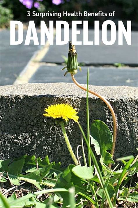 Greenhouse gardening is actually the next level of gardening and many gardeners doubt to build in this greenhouse gardening tips article, you are going to learn about 10 must know benefits of. Three Surprising Health Benefits of Dandelion - Home ...
