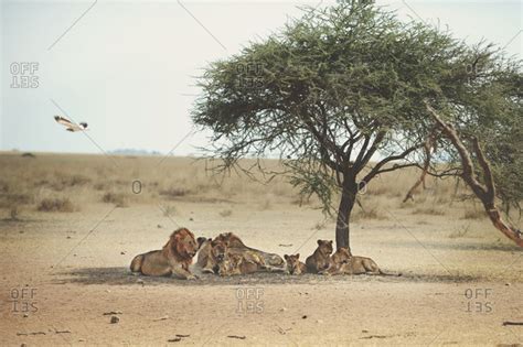 Lion Pride Resting Under Shade Trees In The Serengeti Stock Photo Offset