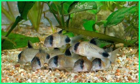 Maybe you would like to learn more about one of these? 15 Jenis Ikan Hias Kecil yang Suka Bergerombol - Ekor9.com